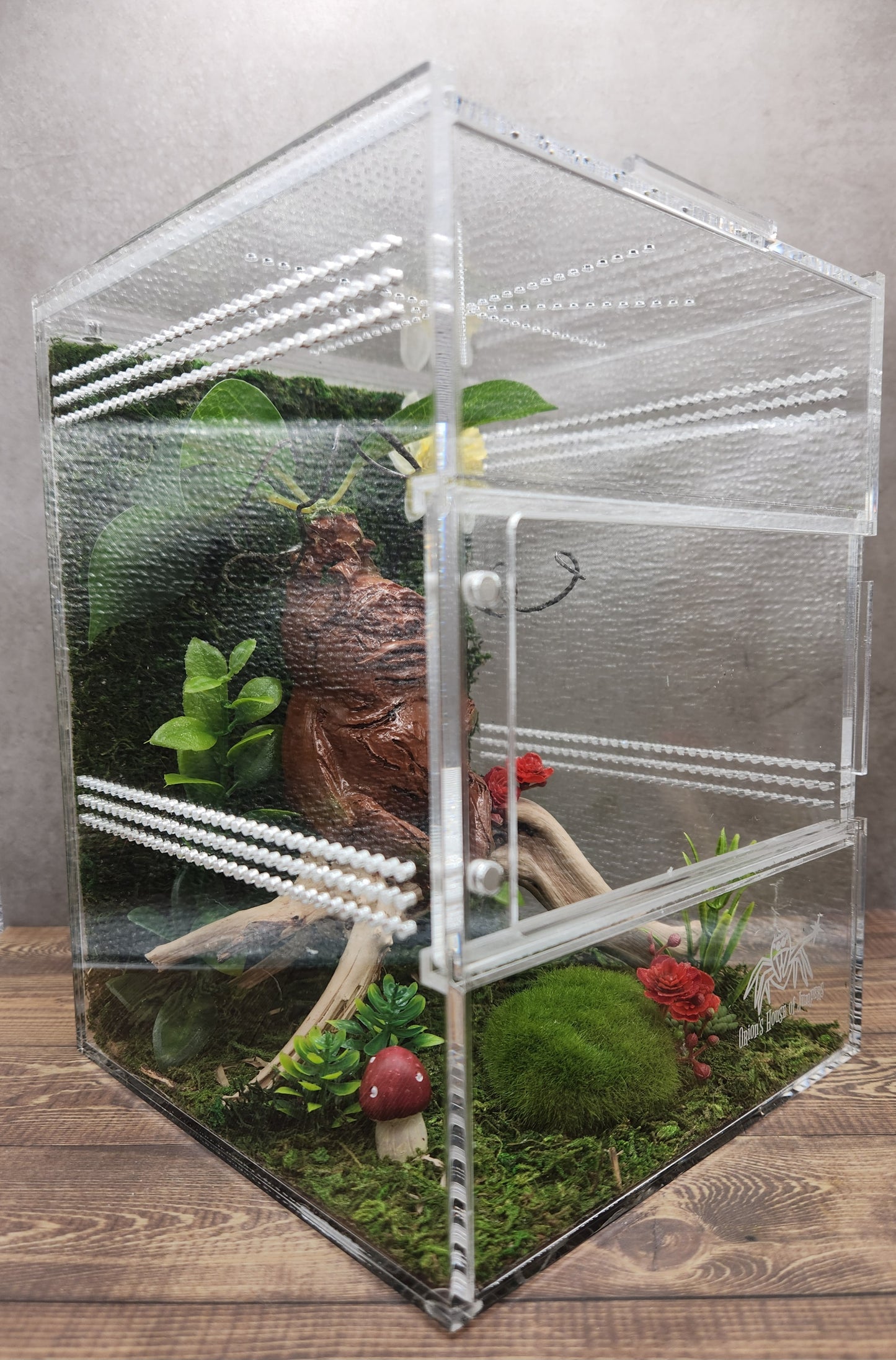 Mandrake Themed Front Opening Jumping Spider Enclosure 6x6x8"