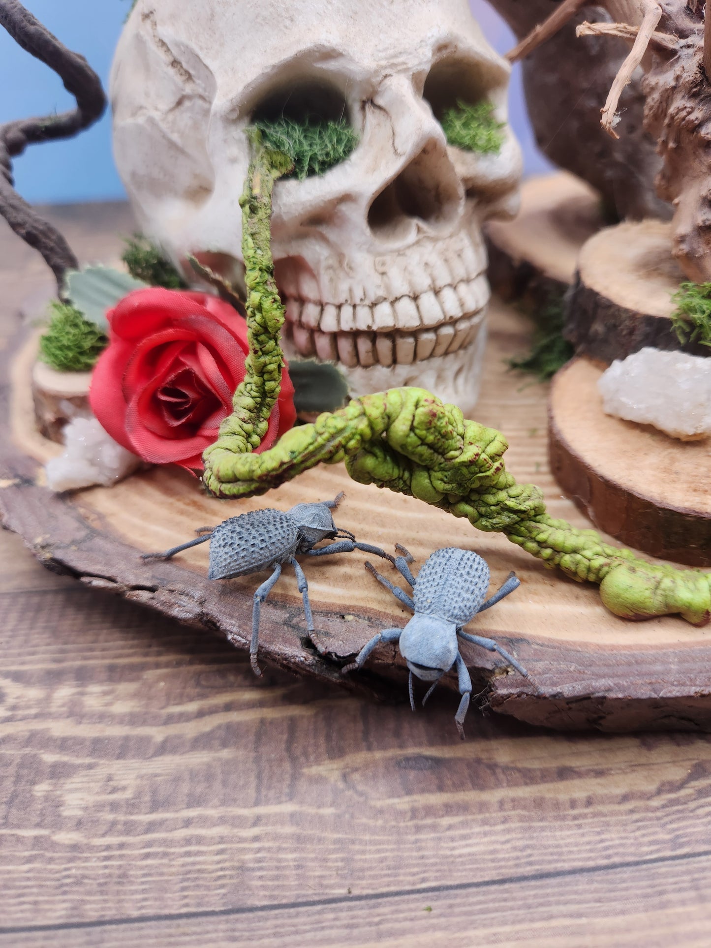 Blue Death Feigning Beetle, includes shipping!
