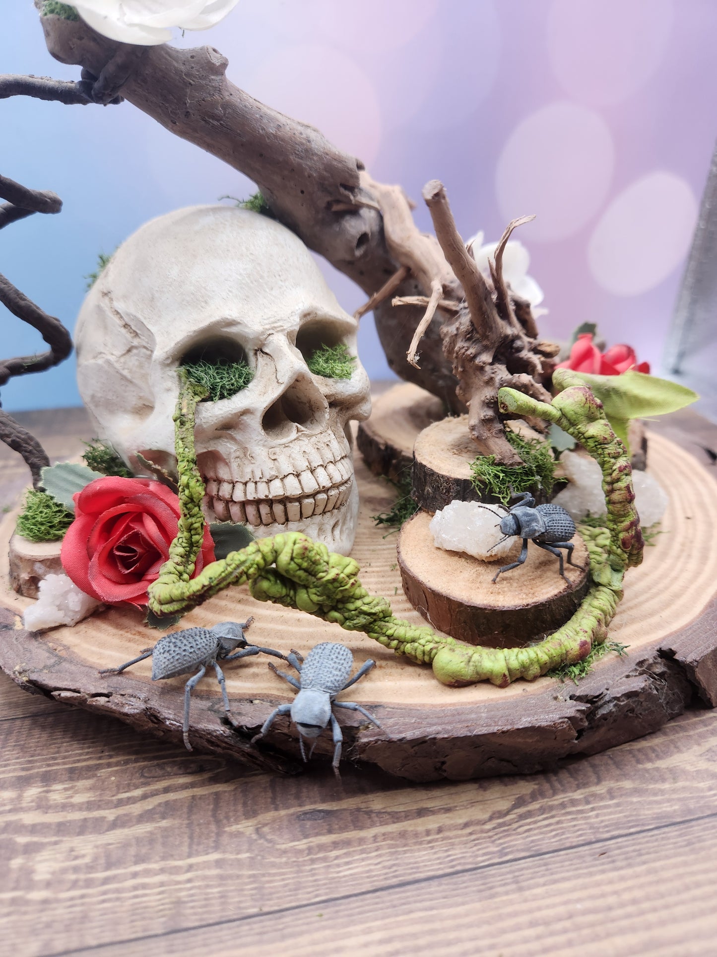 Blue Death Feigning Beetle, includes shipping!