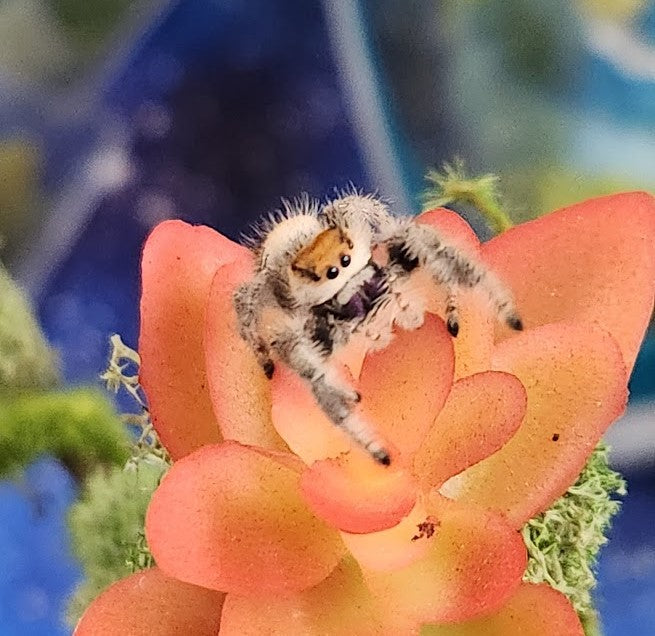 Jumping Spider Collection Phidippus Regius (Regal) Jumping Spiders – Orion's House Of Jumpers