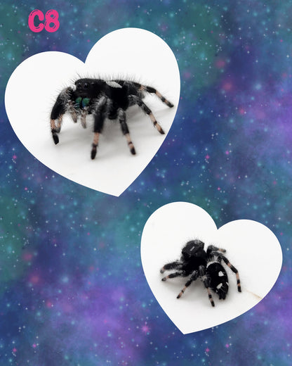 Male Regal Jumping Spider I8-I9 *Random*