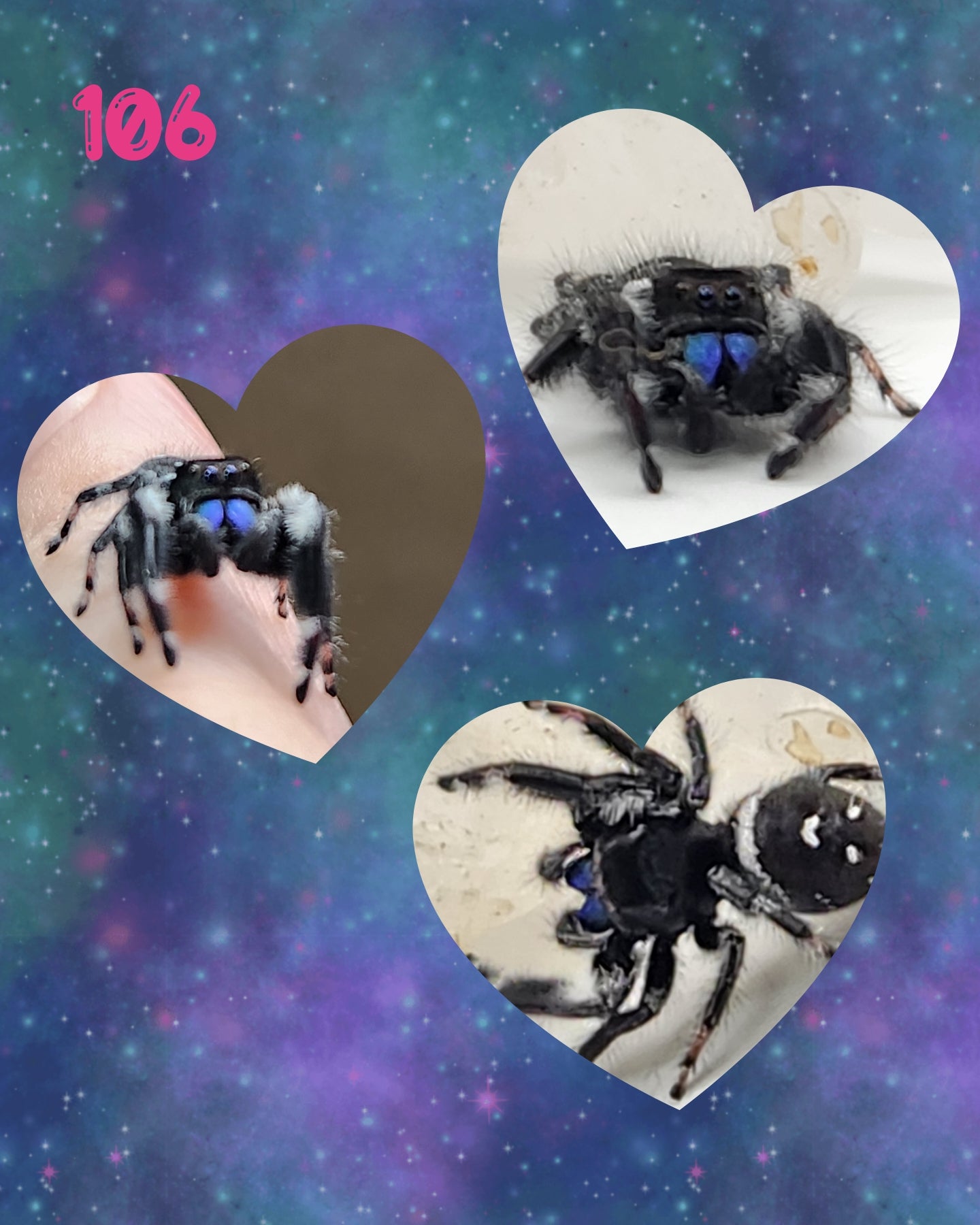 Male Regal Jumping Spider I8-I9 *Random*