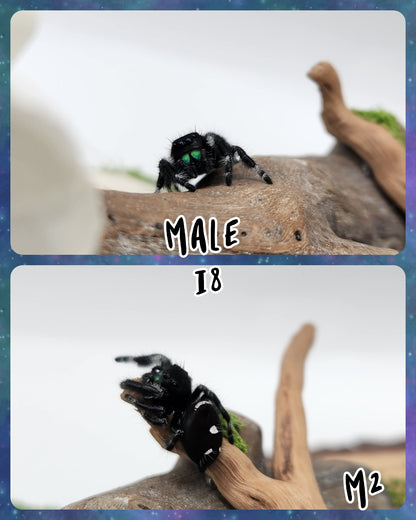 Male Regal Jumping Spider I8-I9 *Random*