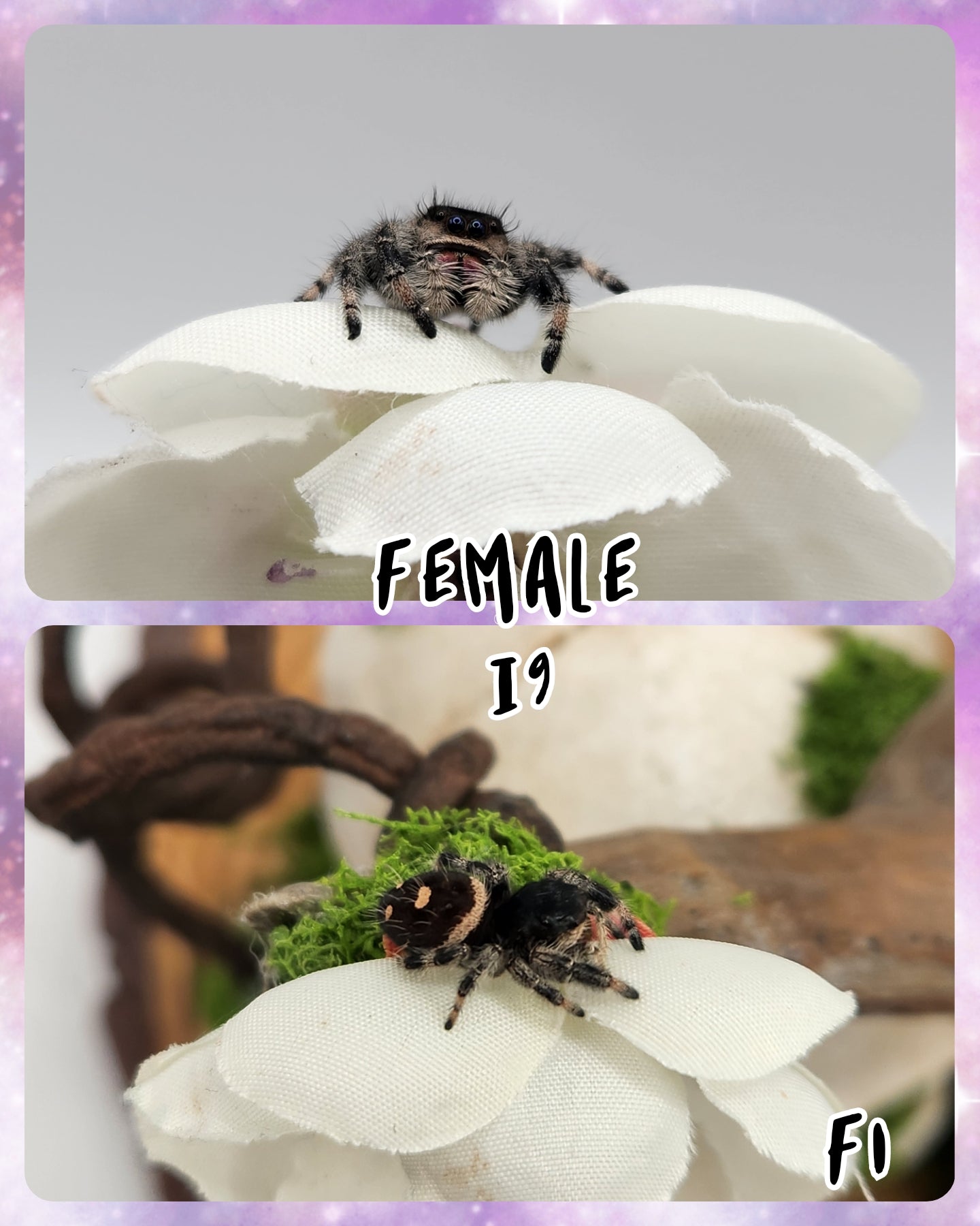 Female Regal Jumping Spider I8-I9 *Random*