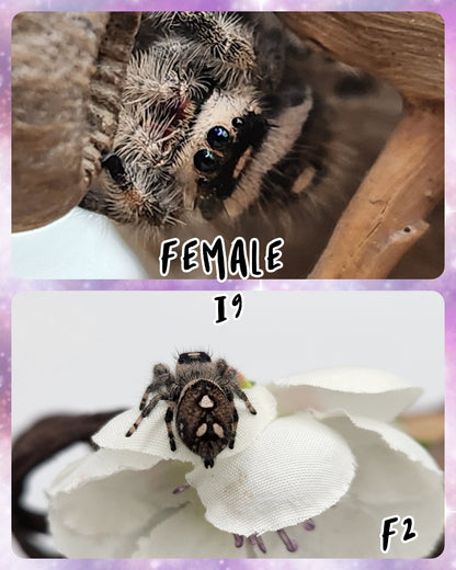 Female Regal Jumping Spider I8-I9 *Random*