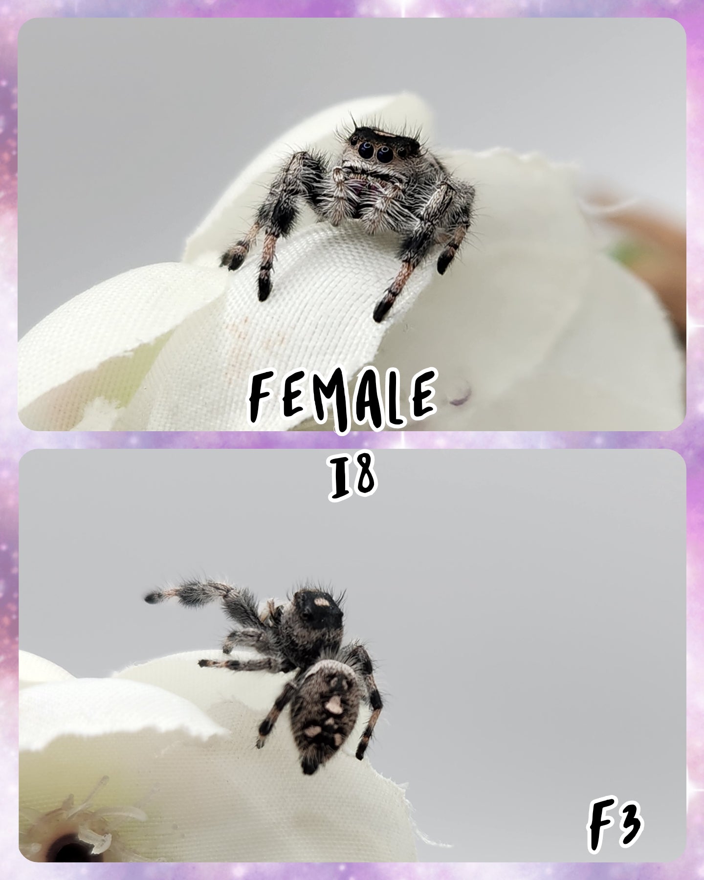 Female Regal Jumping Spider I8-I9 *Random*