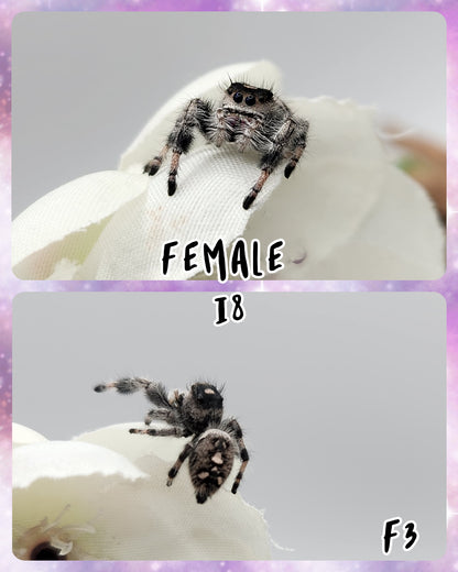 Female Regal Jumping Spider I8-I9 *Random*