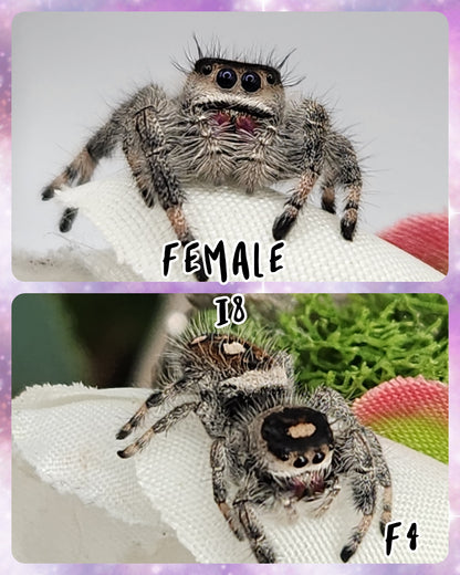 Female Regal Jumping Spider I8-I9 *Random*