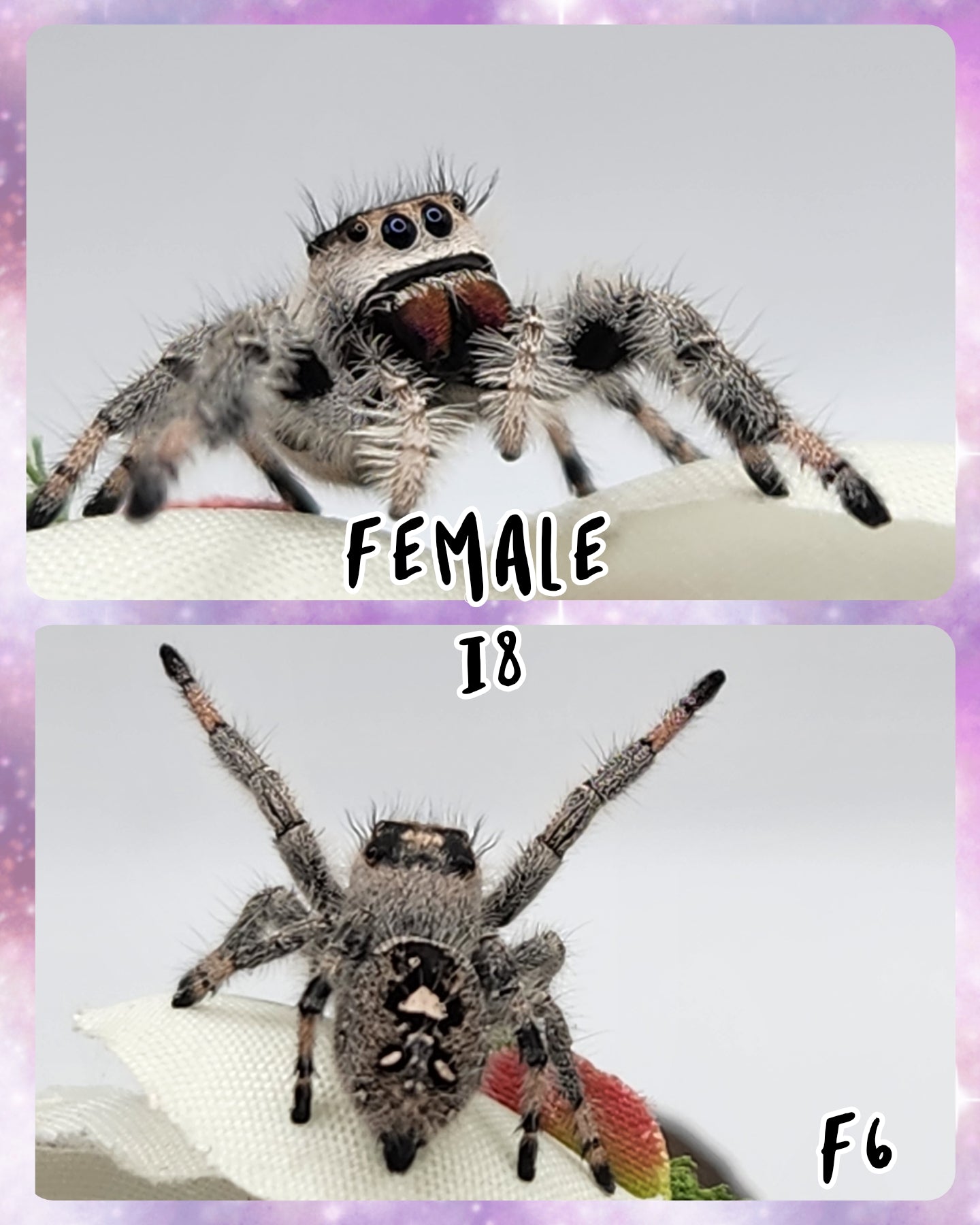 Female Regal Jumping Spider I8-I9 *Random*